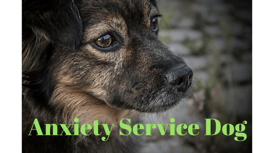 anxiety service dog