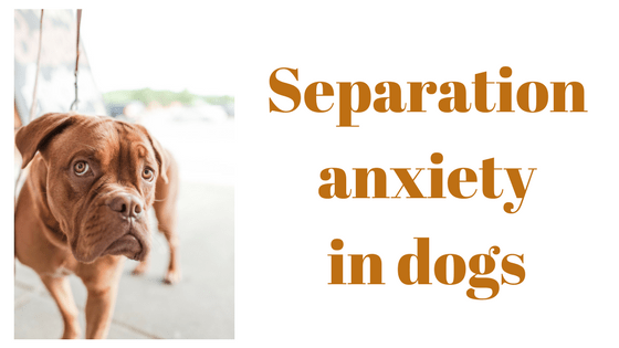 Separation anxiety in dogs: 7 tips